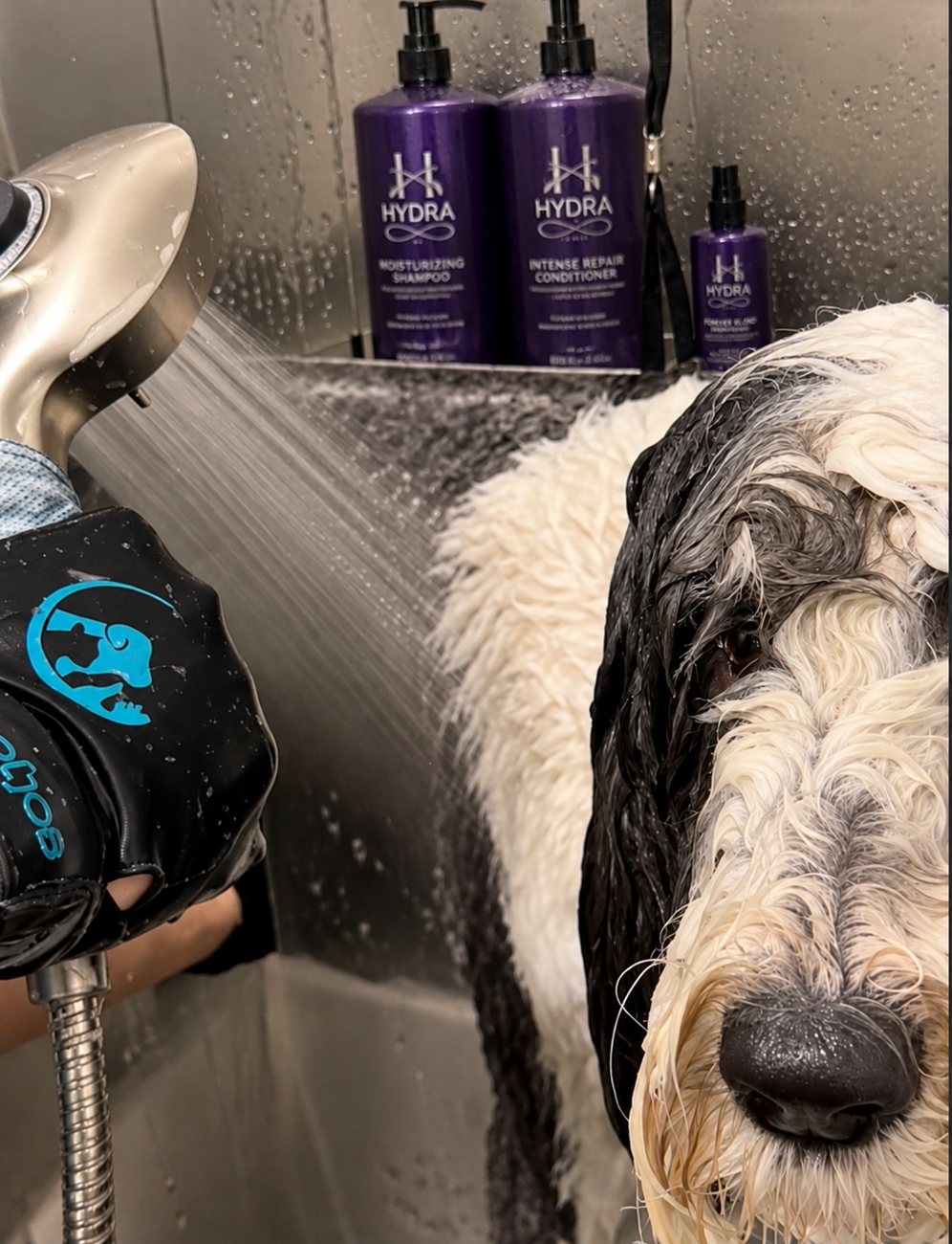 Dog getting a bath with Hydra professional shampoo
