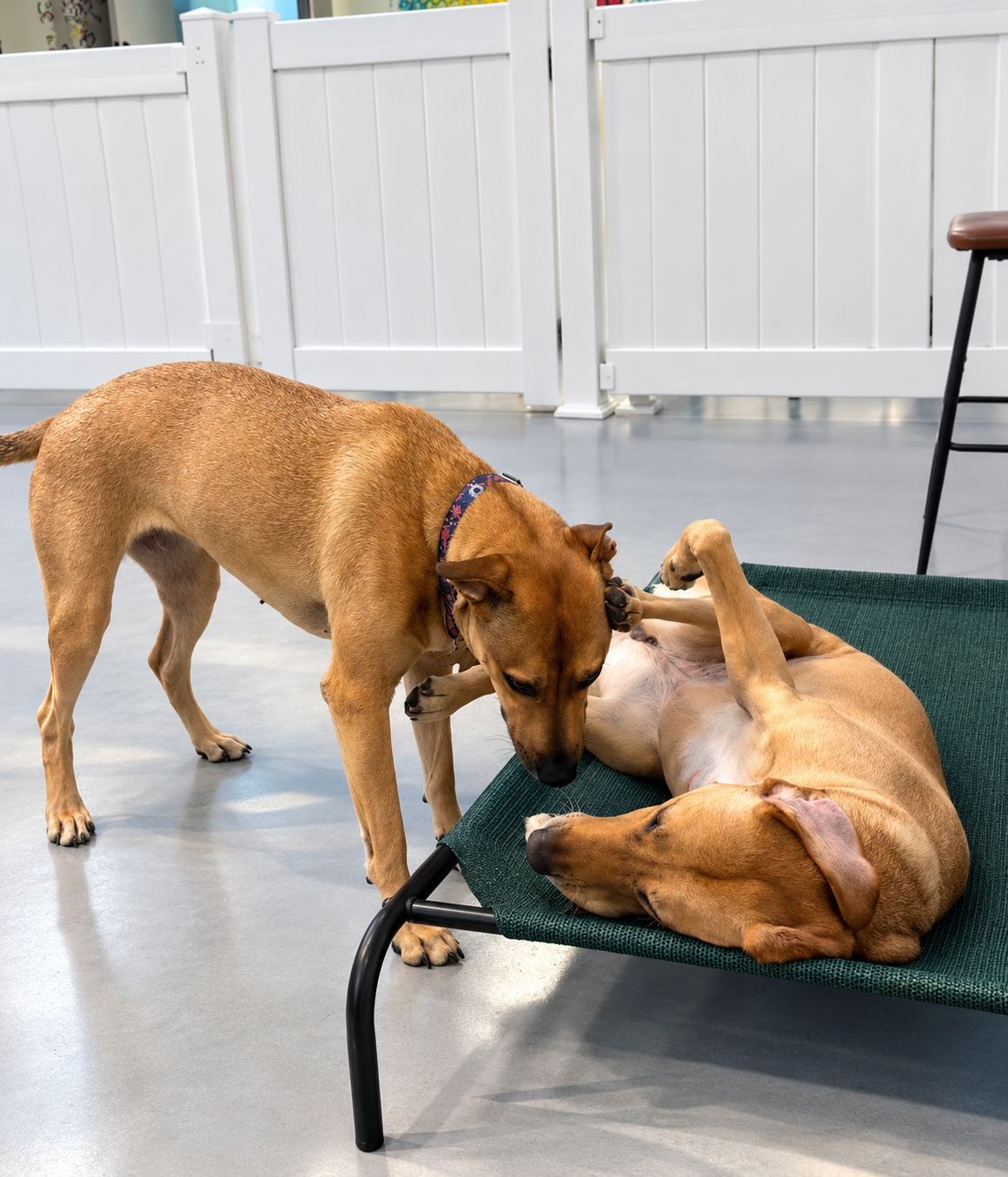 Daycare at Dog Park Day Care