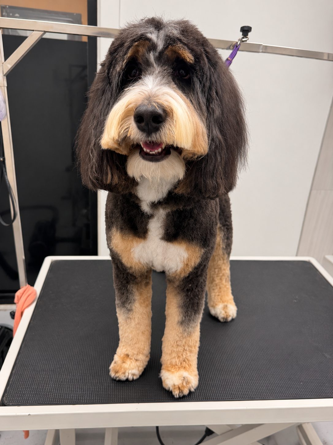 Grooming at Dog Park Day Care