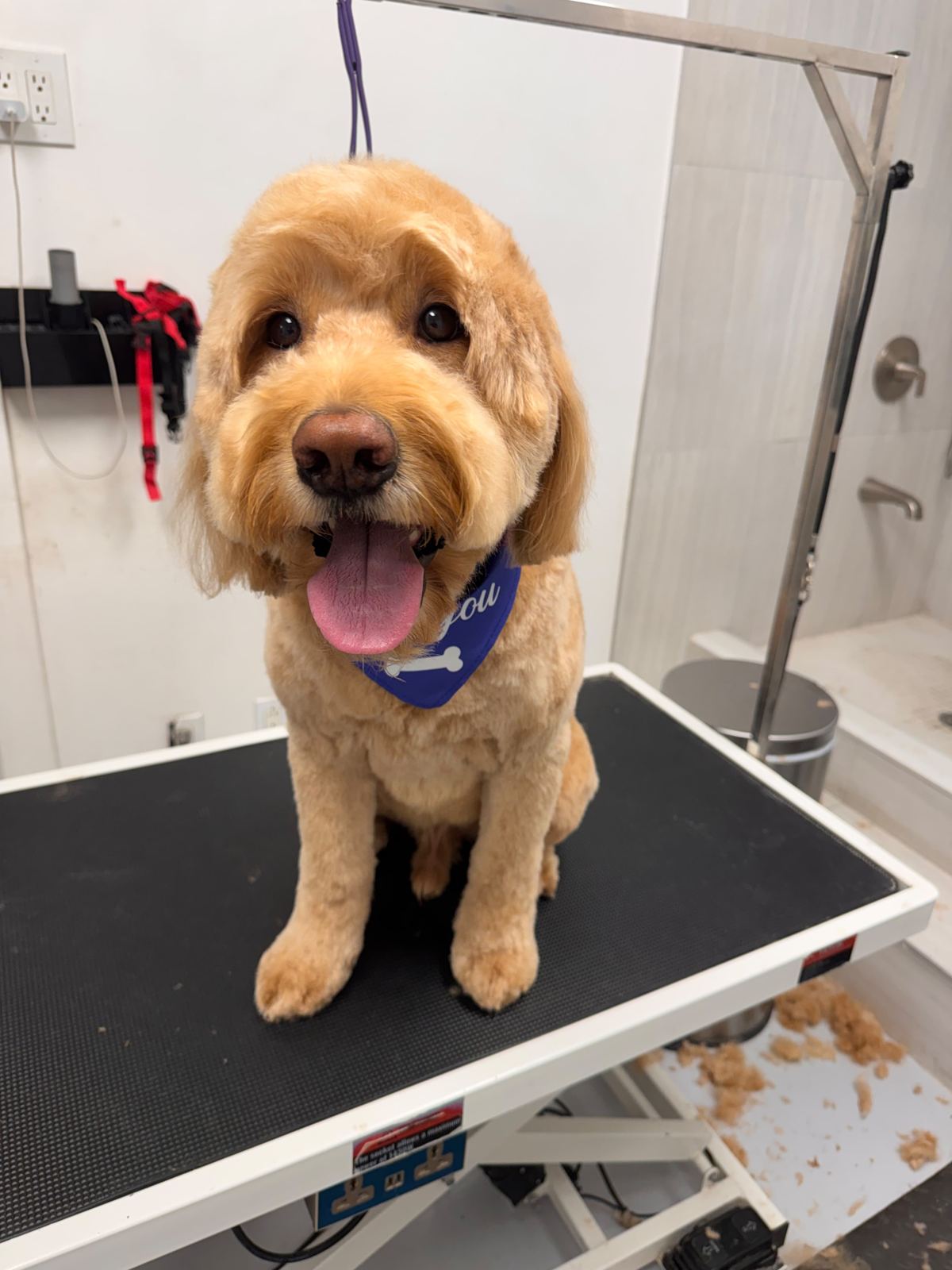 Freshly groomed doodle on the grooming table