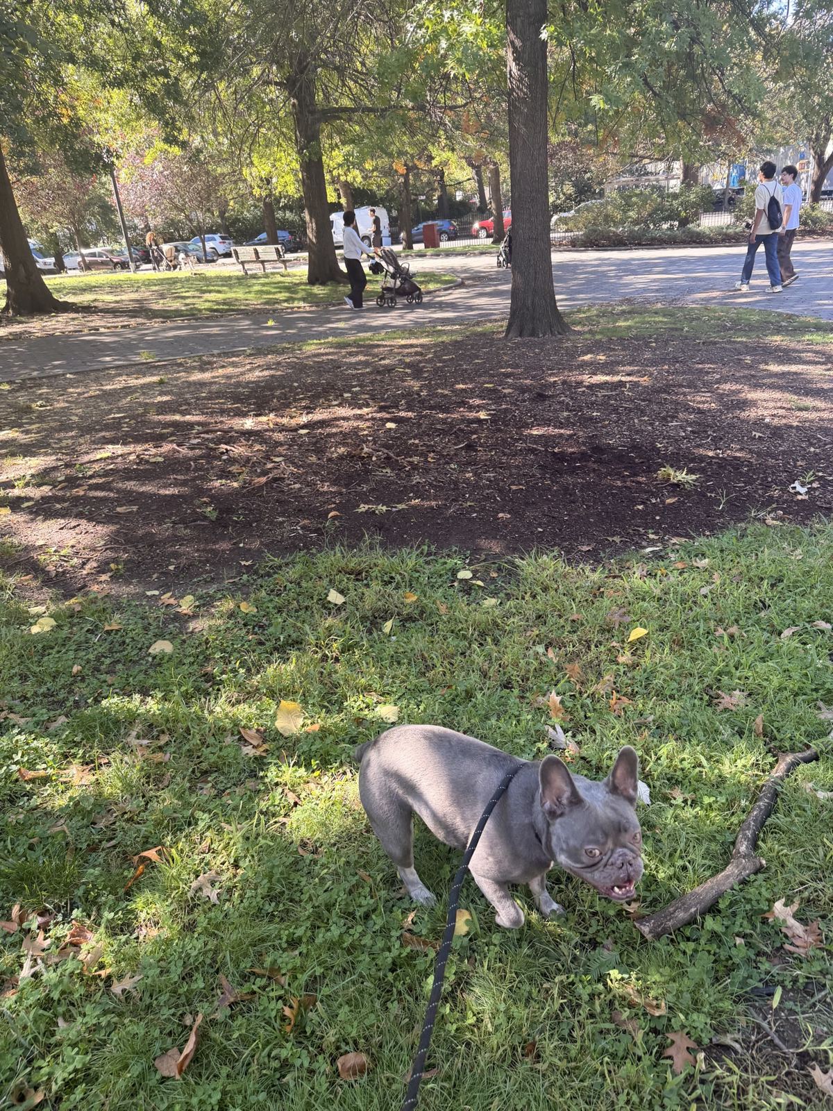 French bulldog out on a walk