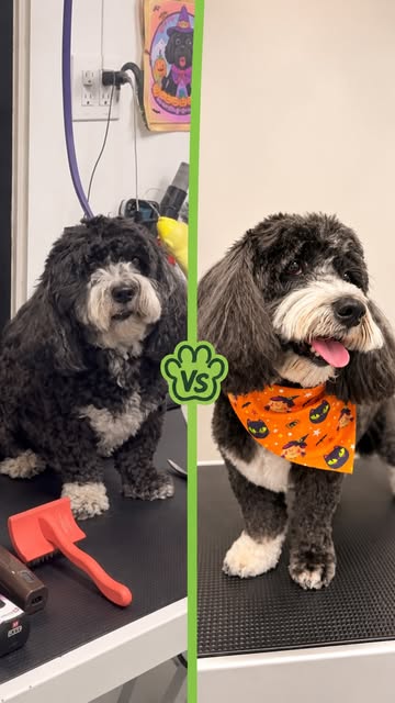 Shaggy black and white doodle before and after a grooming session