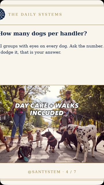 Day care plus walks included: a handler walking a group of dogs in the park