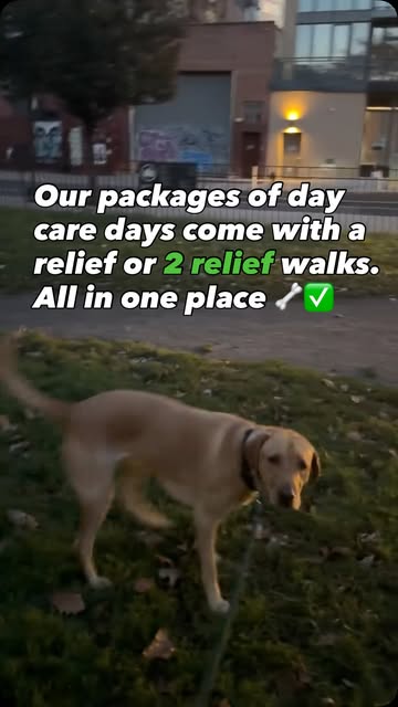 Yellow Lab on a relief walk outside, promoting day care packages with walks